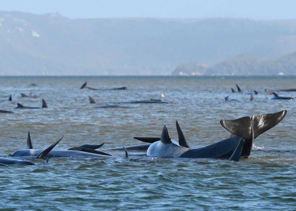 Largest mass whale stranding event in Australia’s history
